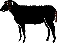 bbsheepjpg.jpg